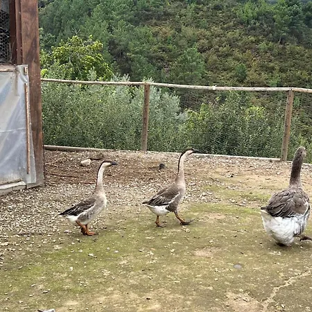 House With Saltwater Pool - Charming In The Douro Valley * Cinfães