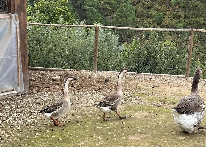 House With Saltwater Pool - Charming In The Douro Valley * Cinfães